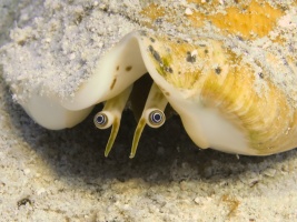 018 Conch Eyes IMG 5325